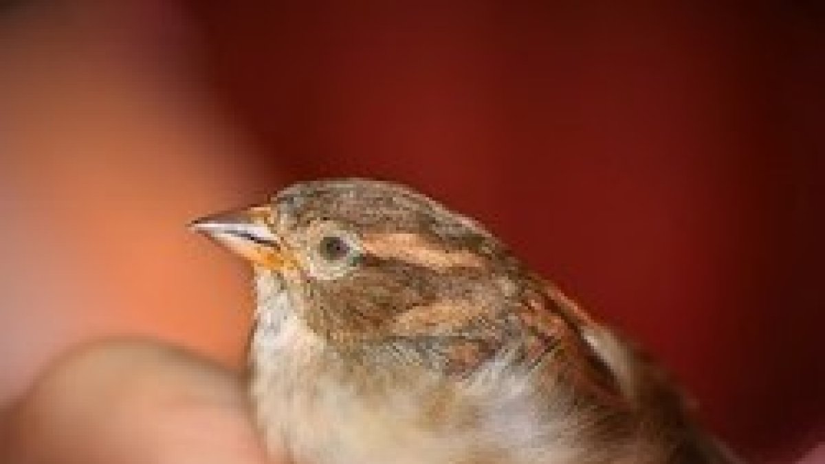 Ni uno solo cae al suelo sin que...