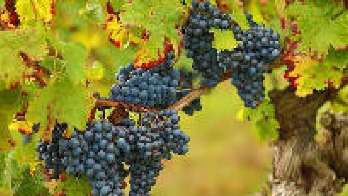 Permaneced en mí, y yo en vosotros