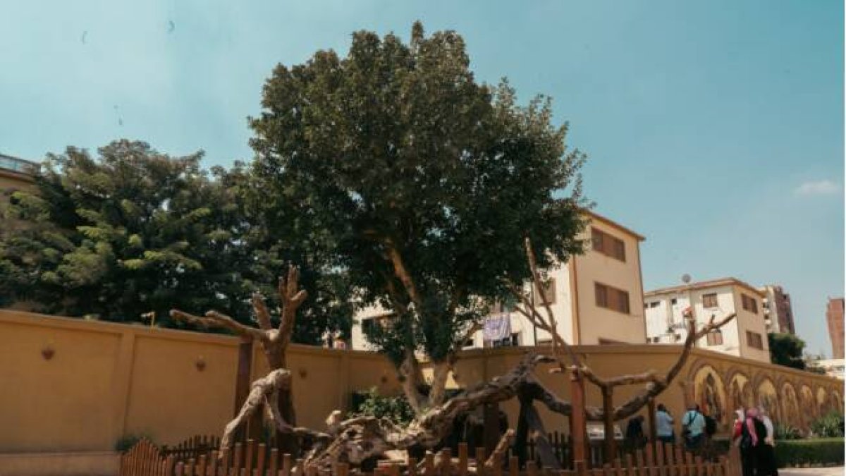 Arbol de la Virgen de Al Metareya