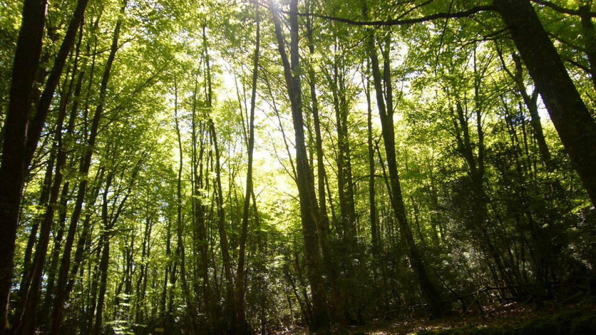 QUE ME LO DEN TODO HECHO