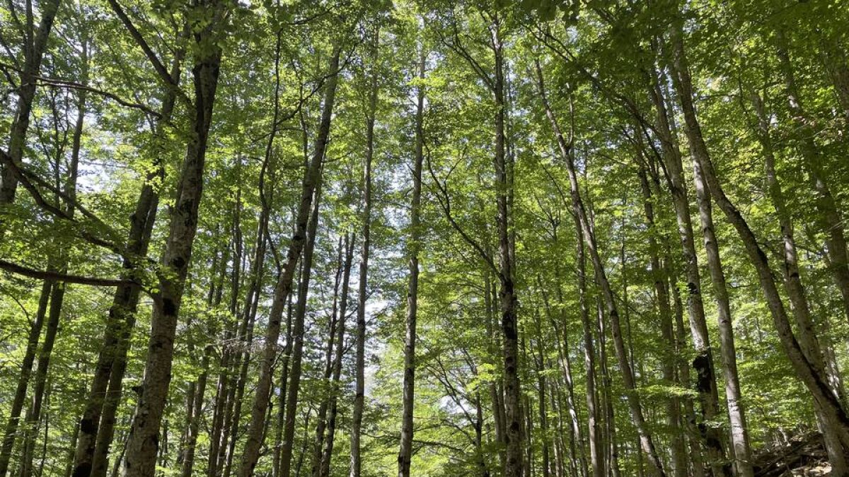 LAS FLORES Y EL ARROZ DE LA EDUCACIÓN