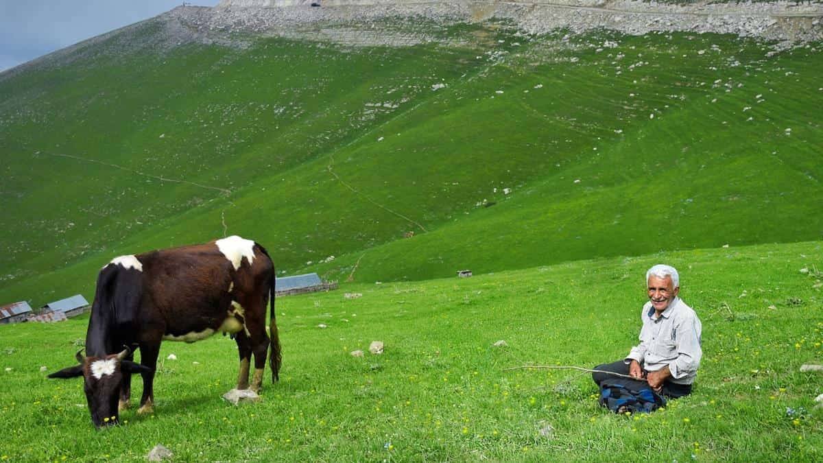 ¿Cuántos animales tienen que morir para suplir con proteína vegetal la proteína que aporta una vaca? Hay estudios que lo han calculado esta paradoja. Foto (contextual): Azin Javadzadeh / Unsplash.