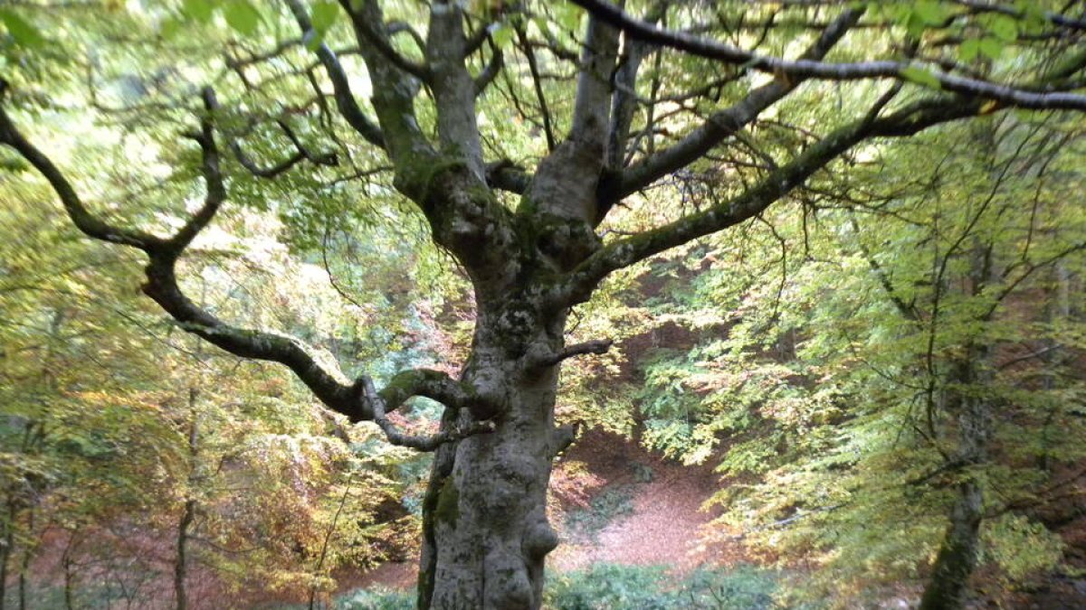 Un árbol, símbolo de la niebla de la sospecha