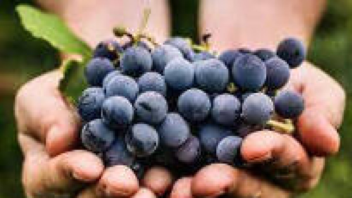 Evangelio de hoy Mt 7,15-20