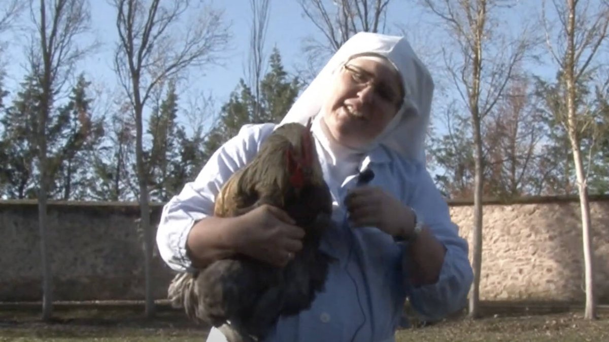 Según anuncia el periodista Francisco Canals, su nuevo director de comunicación, las de Belorado compartirán en nuevos vídeos su día a día con las 87 gallinas de su corral.