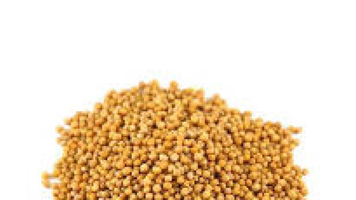 EVANGELIO DE HOY san Lucas 17,1-6