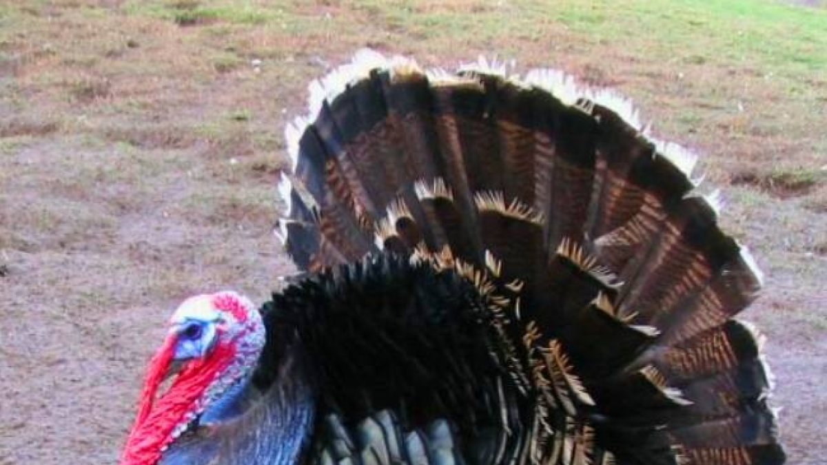 ¿Por qué pavo en Navidad?