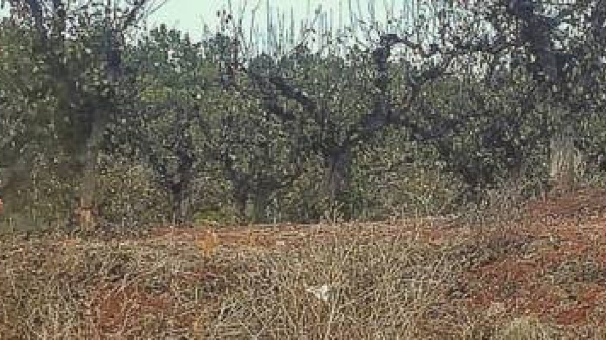 Ricardo Diniz primero caminó 100 kilómetros con la Virgen de Fátima hasta la costa, y luego navegó 6.500 solo