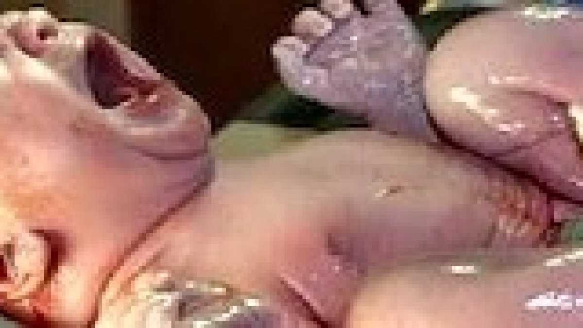 Recién nacido: un canto a la vida.