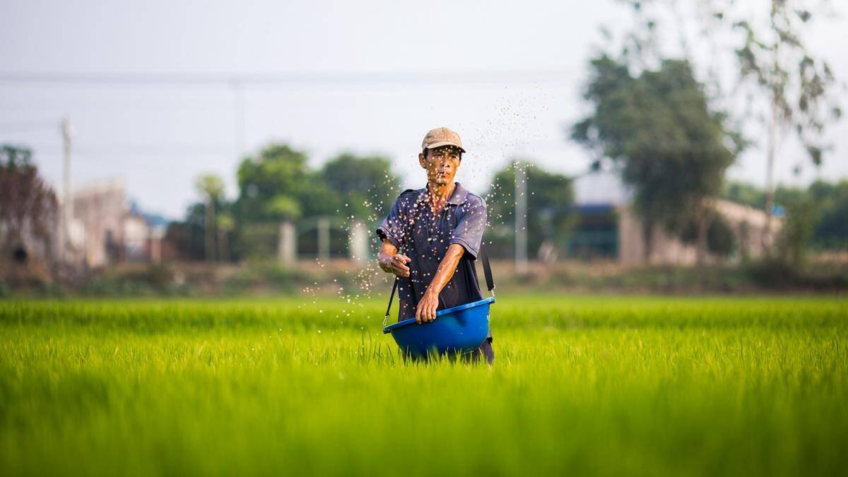 El grano tiene que morir para fructificar. Una lección que a veces nos cuenta asimilar en nuestra vida espiritual. Foto: Duong Tri / Unsplash.