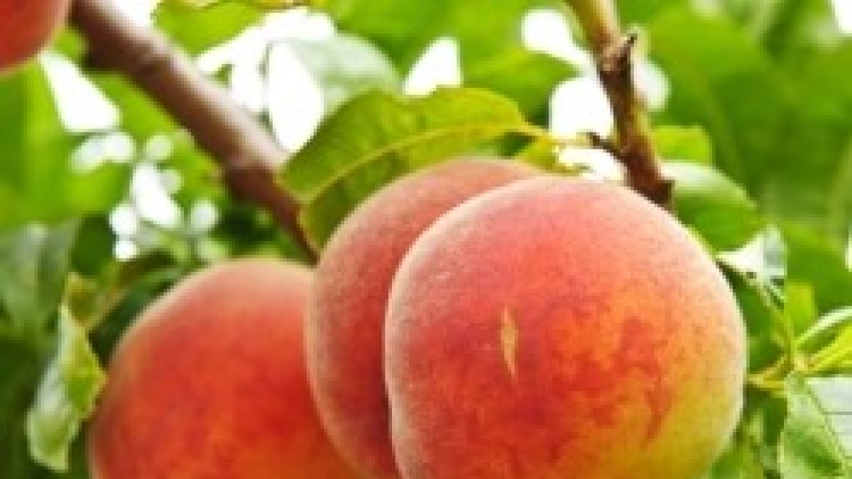 Cada árbol se conoce por su fruto;