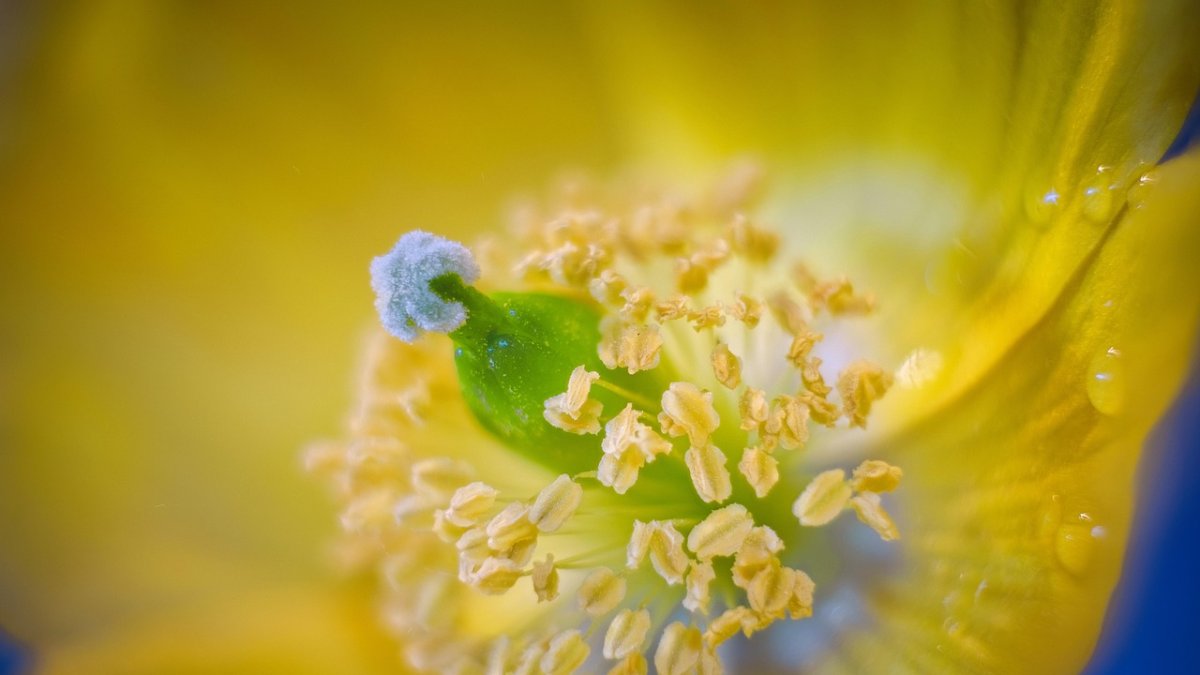 Imagen de amapola, polen y flor.