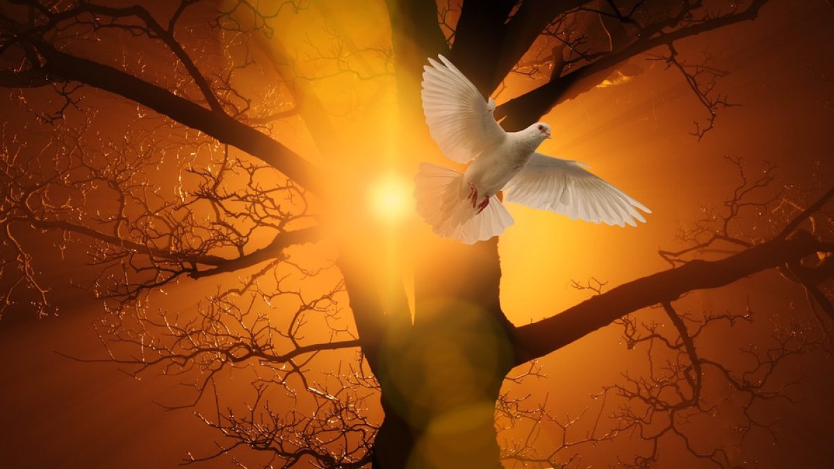 Luz-paloma-árbol iluminado