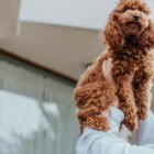 La relación afectiva con las mascotas hace a veces difícil concebir la felicidad sin ellas.