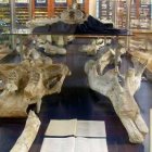 Restos de mastodonte en el Museo geológico del Seminario de Barcelona - uno de los más importantes museos geológicos