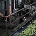 Galletitas hechas con los muertos en el año 2022... según la película de 1973 Soylent Green